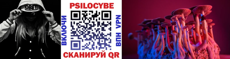 Купить закладки  Павловск  Псилоцибиновые грибы Cubensis 